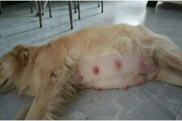 金毛怀孕的症状，刚受孕的金毛变化不大