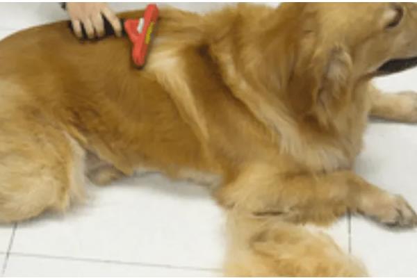 金毛怀孕的症状，刚受孕的金毛变化不大