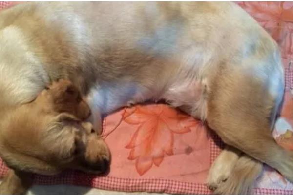 金毛怀孕的症状，刚受孕的金毛变化不大