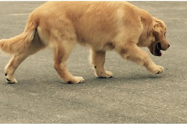 金毛怀孕的症状，刚受孕的金毛变化不大