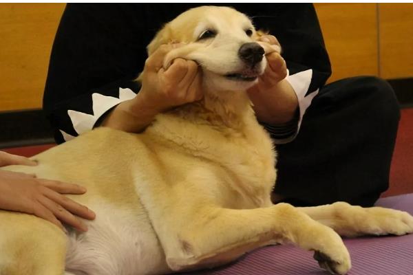 金毛怀孕的症状，刚受孕的金毛变化不大