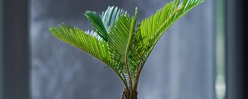 铁树嫩叶生虫如何处理,剪除受害叶片并喷施多菌灵