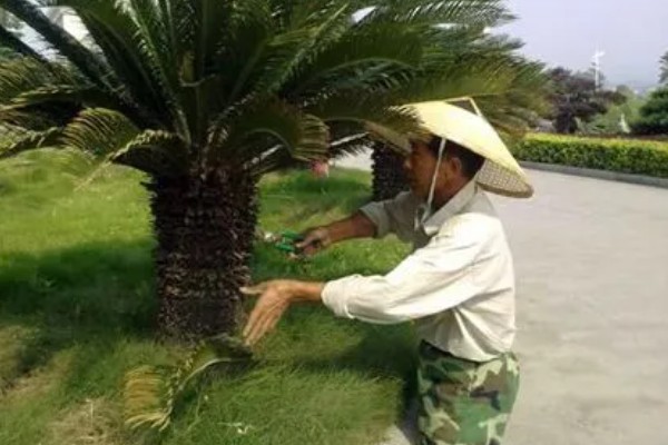 铁树嫩叶生虫如何处理,剪除受害叶片并喷施多菌灵