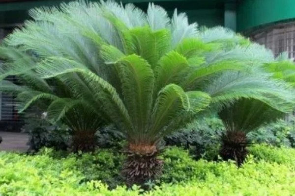 铁树嫩叶生虫如何处理,剪除受害叶片并喷施多菌灵