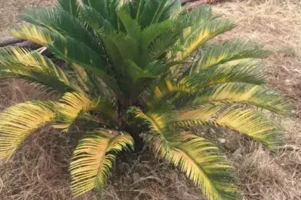 铁树嫩叶生虫如何处理,剪除受害叶片并喷施多菌灵