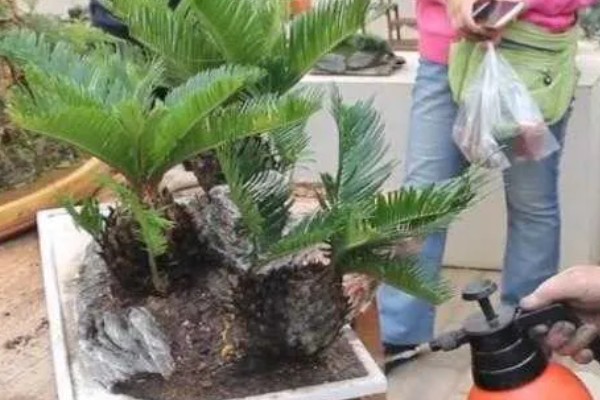 铁树嫩叶生虫如何处理,剪除受害叶片并喷施多菌灵