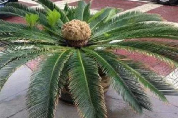 铁树嫩叶生虫如何处理,剪除受害叶片并喷施多菌灵