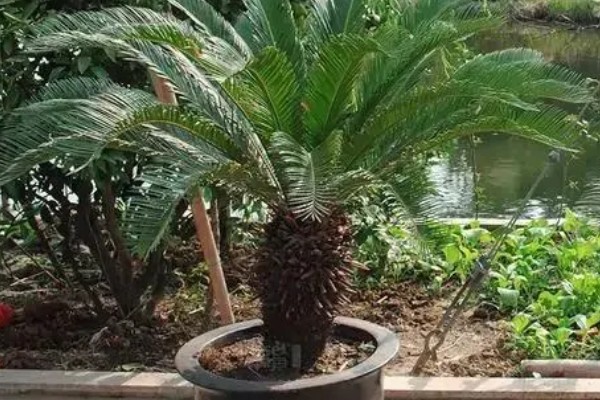 铁树嫩叶生虫如何处理,剪除受害叶片并喷施多菌灵