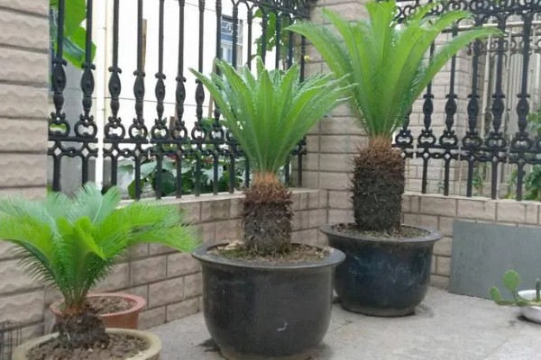 铁树嫩叶生虫如何处理,剪除受害叶片并喷施多菌灵