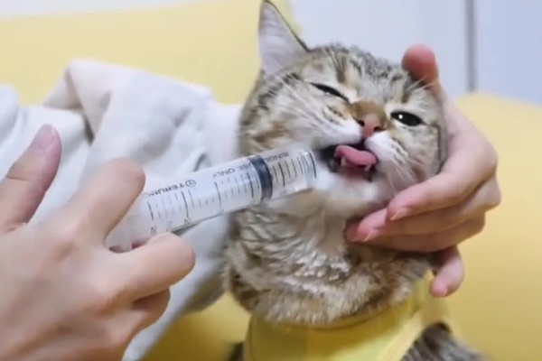 猫感冒怎么办，可饲喂专用的感冒冲剂