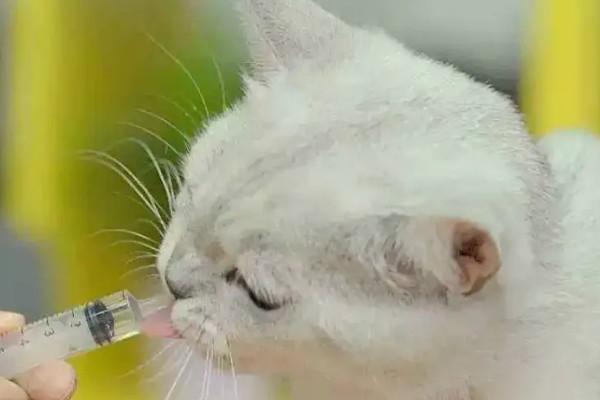猫感冒怎么办，可饲喂专用的感冒冲剂