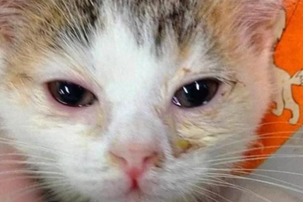猫感冒怎么办，可饲喂专用的感冒冲剂