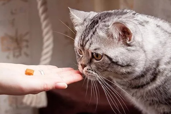 猫感冒怎么办，可饲喂专用的感冒冲剂
