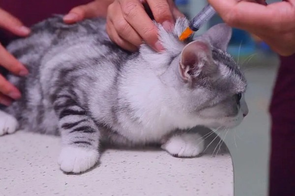 猫感冒怎么办，可饲喂专用的感冒冲剂