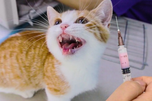 猫感冒怎么办，可饲喂专用的感冒冲剂