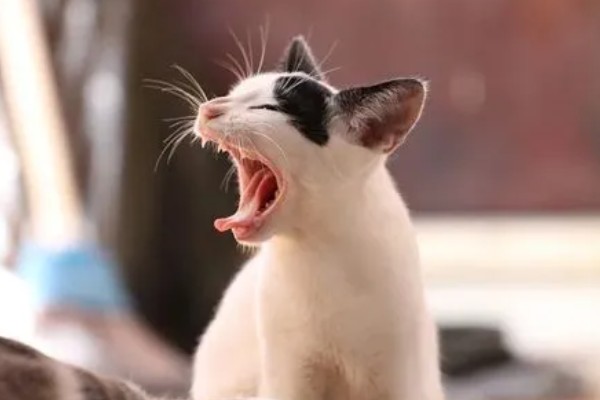 猫咪得心脏病的症状,会张开嘴呼吸