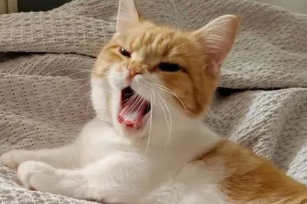 猫咪得心脏病的症状,会张开嘴呼吸