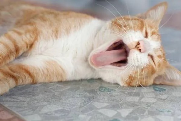 猫咪得心脏病的症状,会张开嘴呼吸