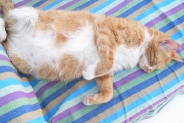 猫咪得心脏病的症状,会张开嘴呼吸