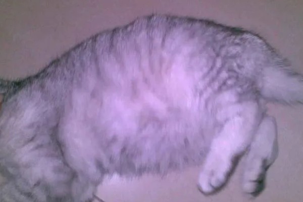 猫咪得心脏病的症状,会张开嘴呼吸