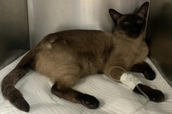 猫咪得心脏病的症状,会张开嘴呼吸