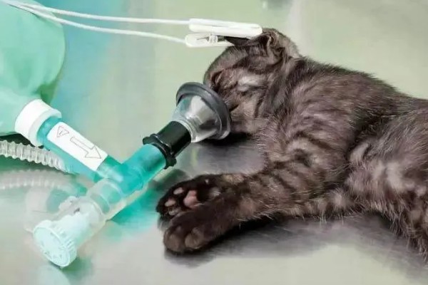 猫咪得心脏病的症状,会张开嘴呼吸