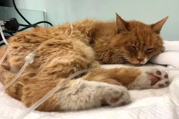 猫咪得心脏病的症状,会张开嘴呼吸