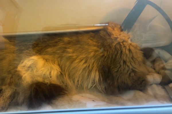 猫咪得心脏病的症状,会张开嘴呼吸