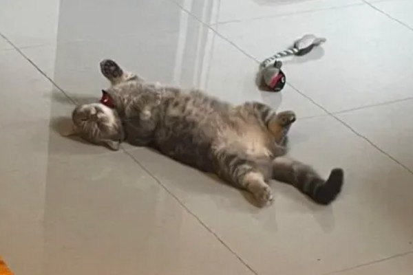 猫咪得心脏病的症状,会张开嘴呼吸