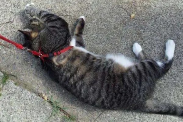 猫咪得心脏病的症状,会张开嘴呼吸