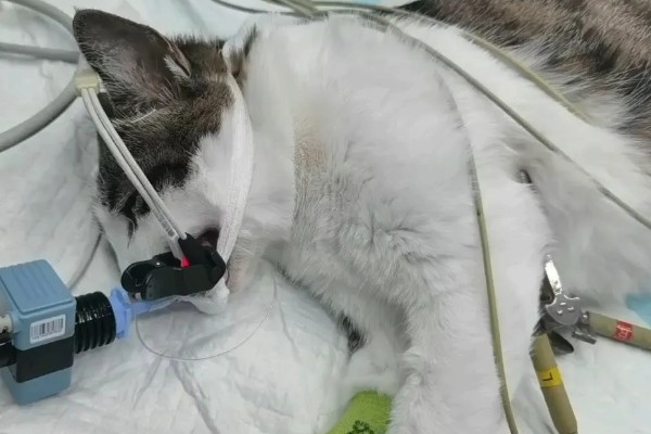 猫咪得心脏病的症状,会张开嘴呼吸