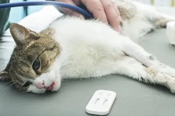 猫咪得心脏病的症状,会张开嘴呼吸