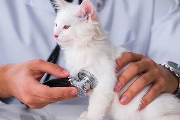 猫咪得心脏病的症状,会张开嘴呼吸