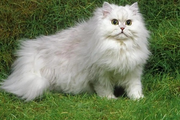 猫咪得心脏病的症状,会张开嘴呼吸