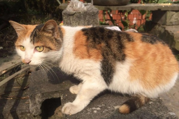 猫咪得心脏病的症状,会张开嘴呼吸