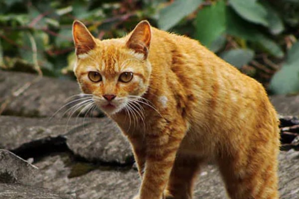 猫咪得心脏病的症状,会张开嘴呼吸