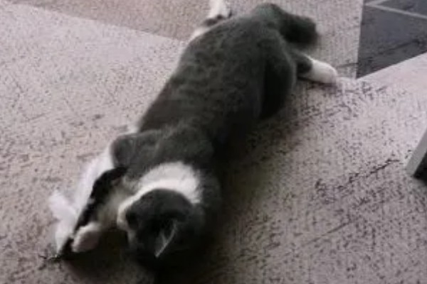 猫咪得心脏病的症状,会张开嘴呼吸