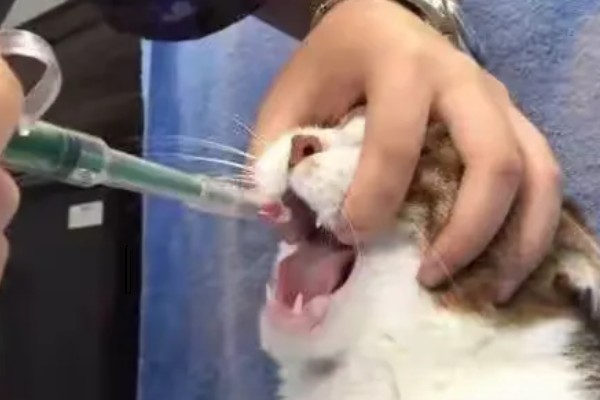 猫咪得心脏病的症状,会张开嘴呼吸