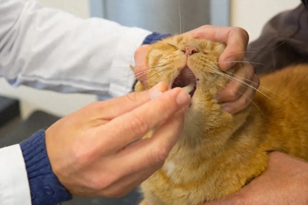 猫咪得心脏病的症状,会张开嘴呼吸