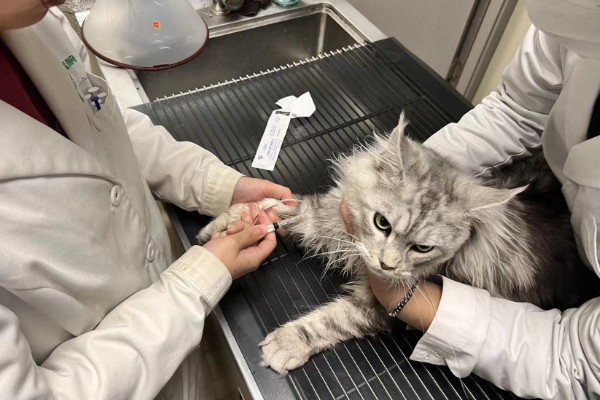 猫咪得心脏病的症状,会张开嘴呼吸