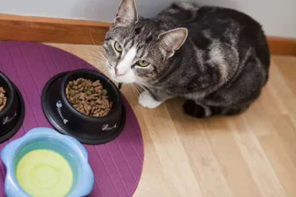 猫咪得心脏病的症状,会张开嘴呼吸