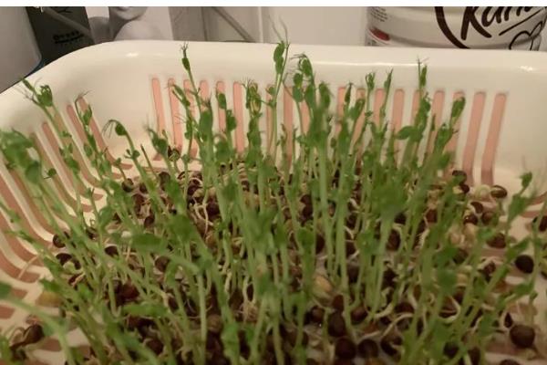 怎么种植麻豌豆苗，以疏松透气的土壤种植为佳