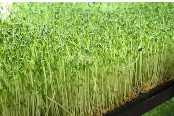 怎么种植麻豌豆苗，以疏松透气的土壤种植为佳