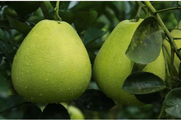 柚子简介，在中国已有3000多年栽培历史