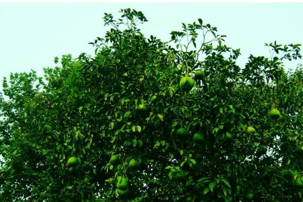 柚子简介，在中国已有3000多年栽培历史