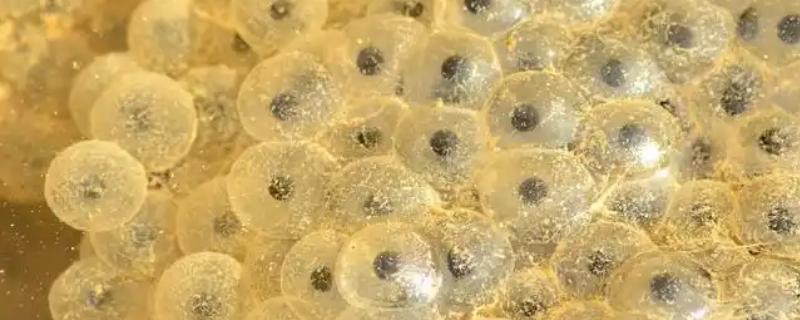 鱼繁殖的季节在几月份，大部分在春夏两季繁殖