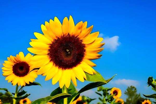 向日葵的花期,花期在夏季7-8月份