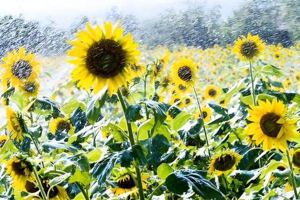 向日葵的花期,花期在夏季7-8月份