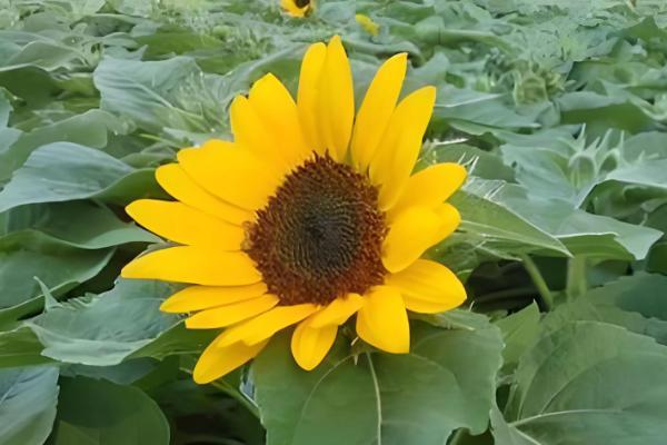 向日葵的花期,花期在夏季7-8月份