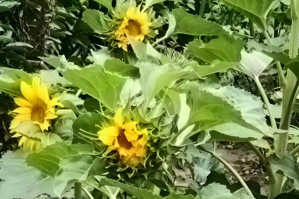 向日葵的花期,花期在夏季7-8月份